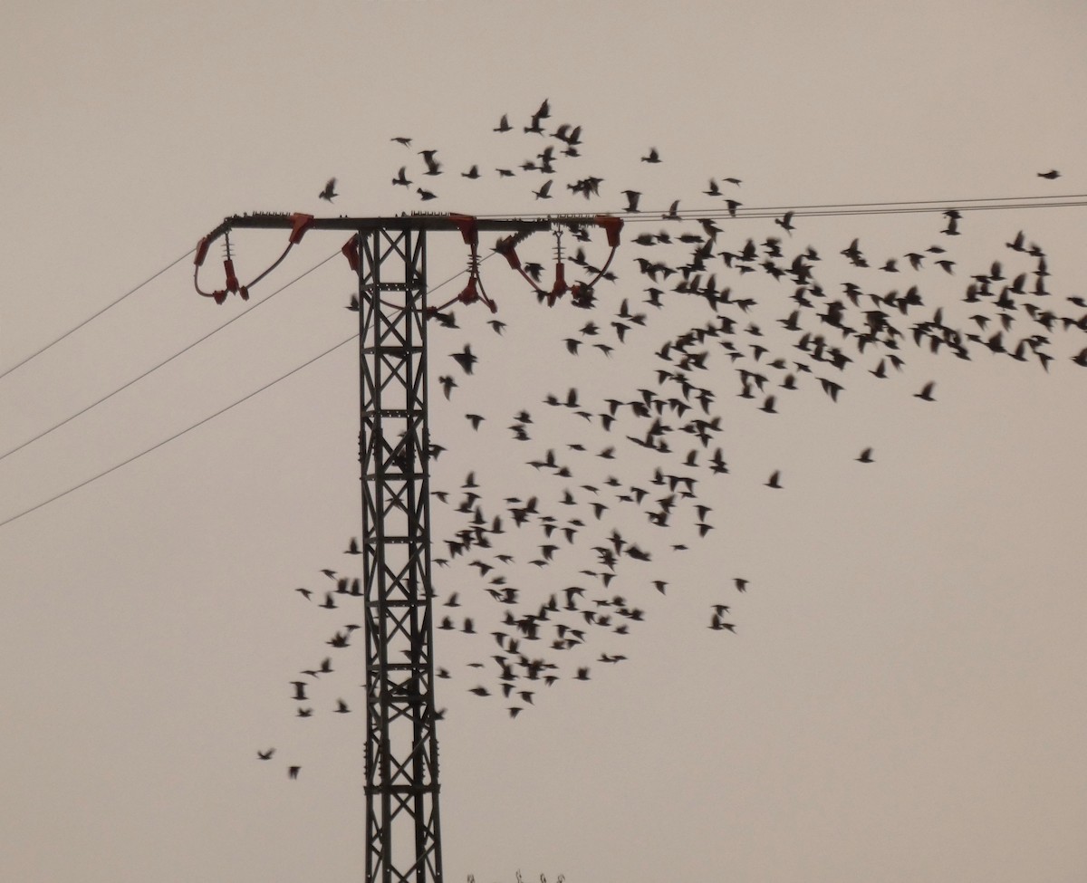 Spotless Starling - ML645348577