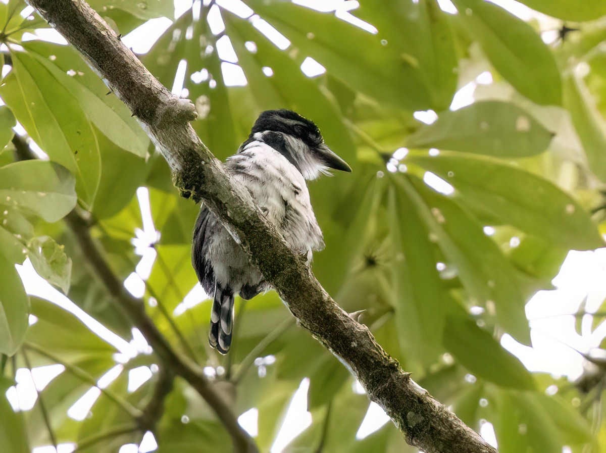 Pied Puffbird - ML645348580