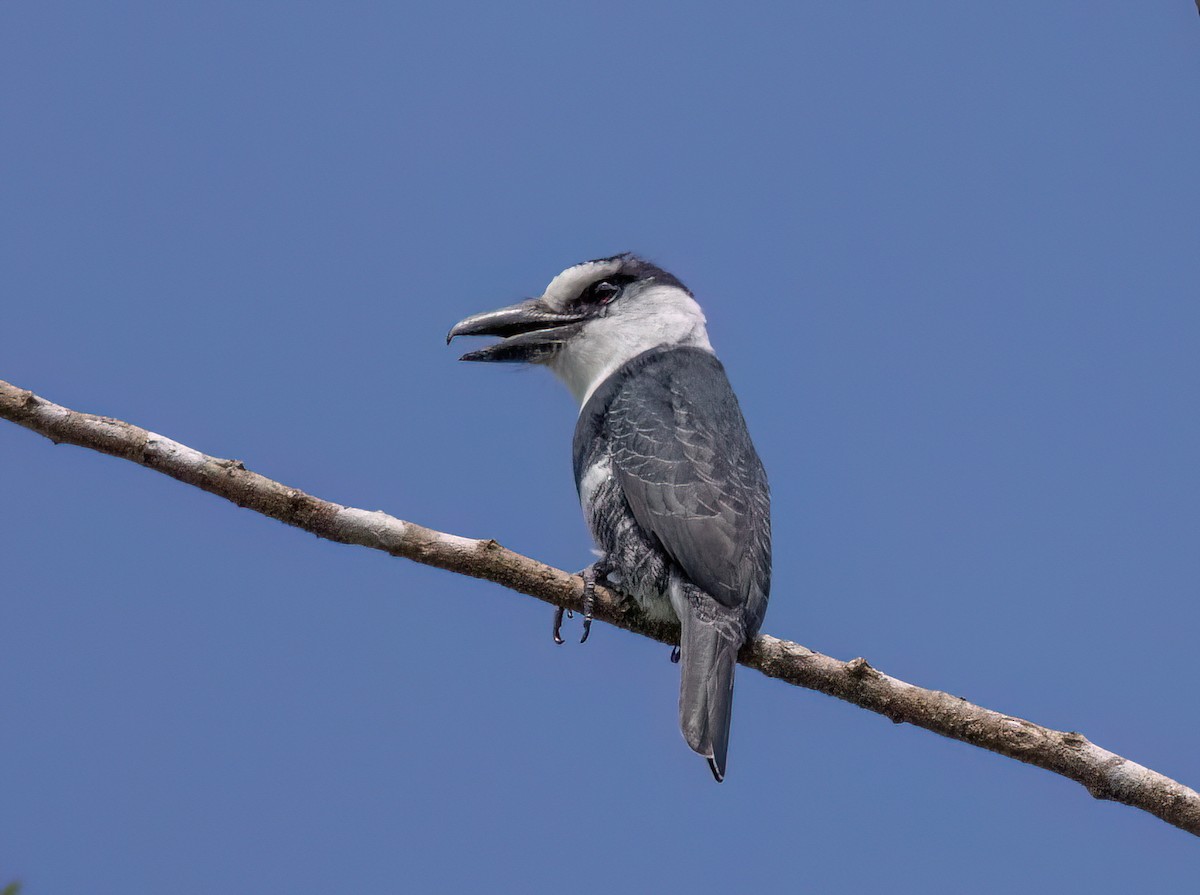 White-necked Puffbird - ML645348586