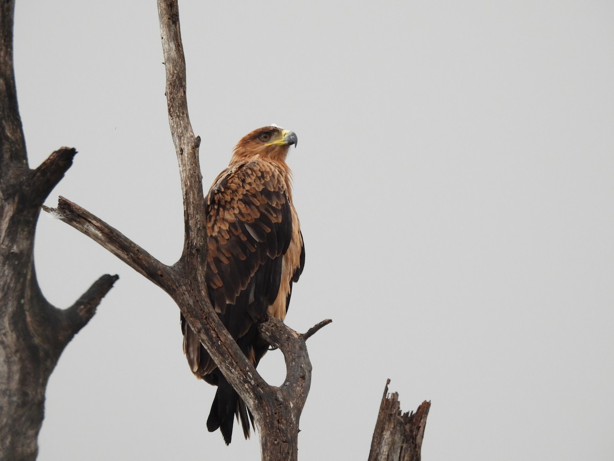 Tawny Eagle - ML645348592