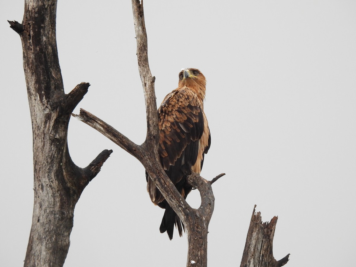 Tawny Eagle - ML645348593