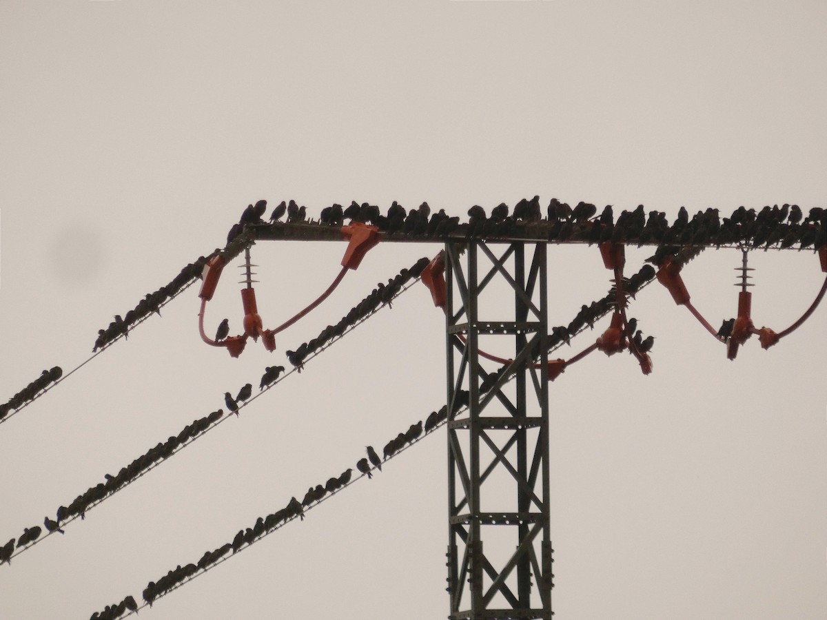 Spotless Starling - ML645348596