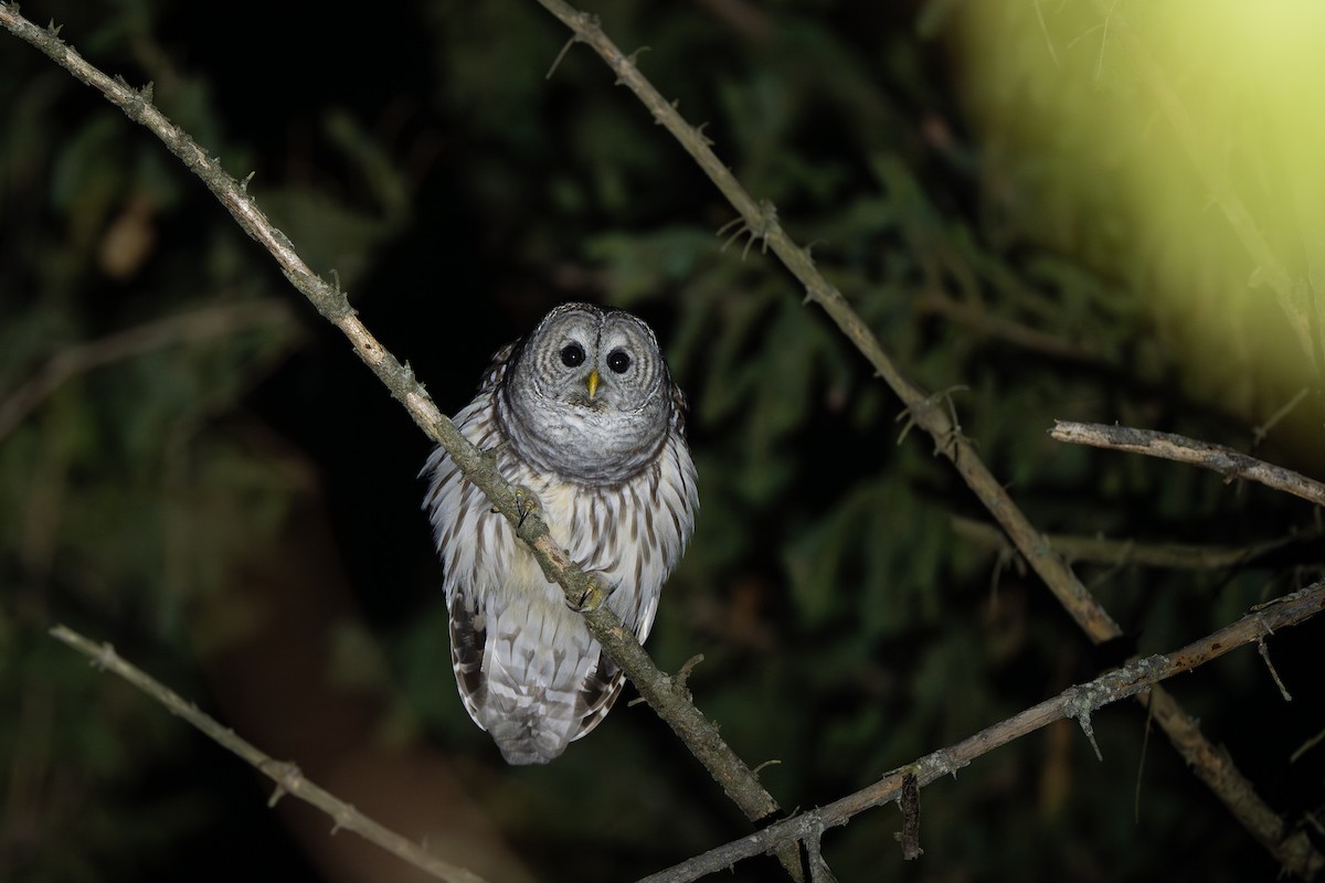 Barred Owl - ML645348598