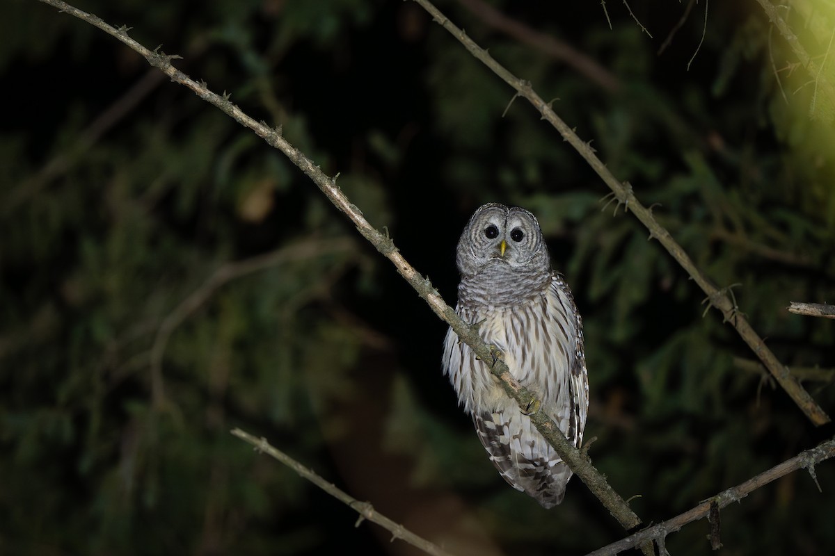 Barred Owl - ML645348599