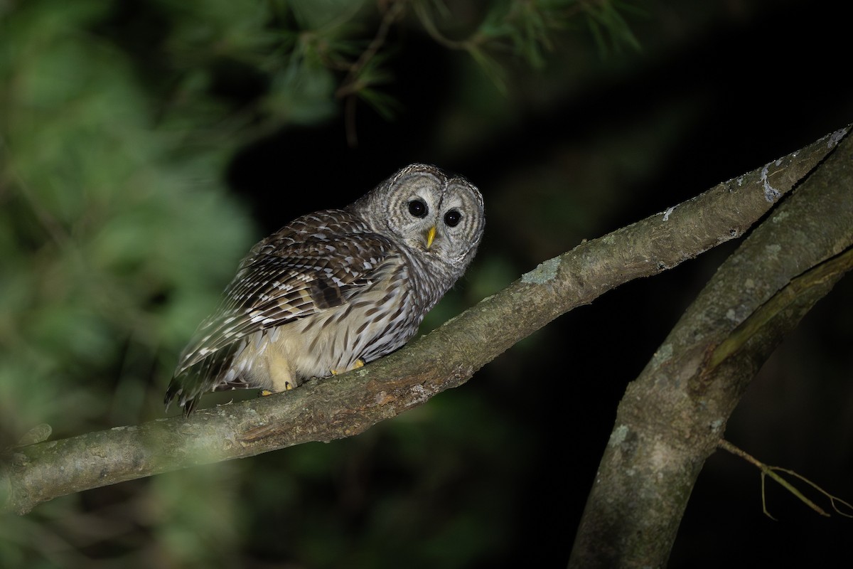 Barred Owl - ML645348600