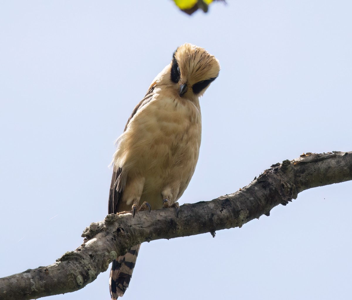 Laughing Falcon - ML645348602
