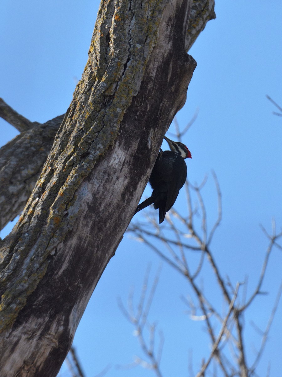 Pileated Woodpecker - ML645348603