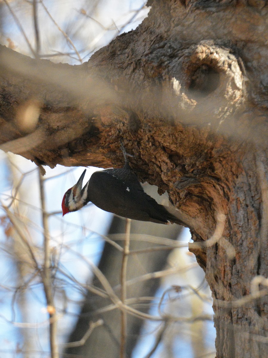 Pileated Woodpecker - ML645348604