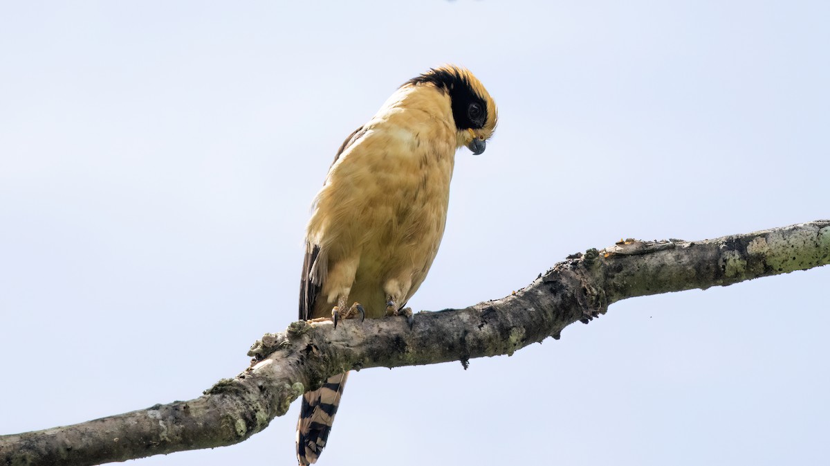 Laughing Falcon - ML645348605