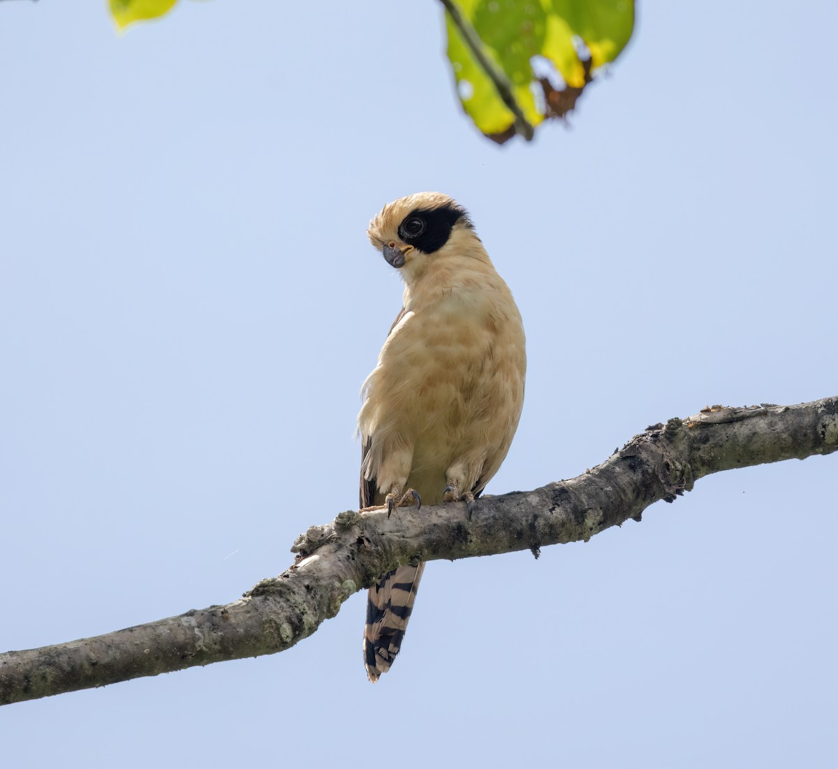 Laughing Falcon - ML645348606