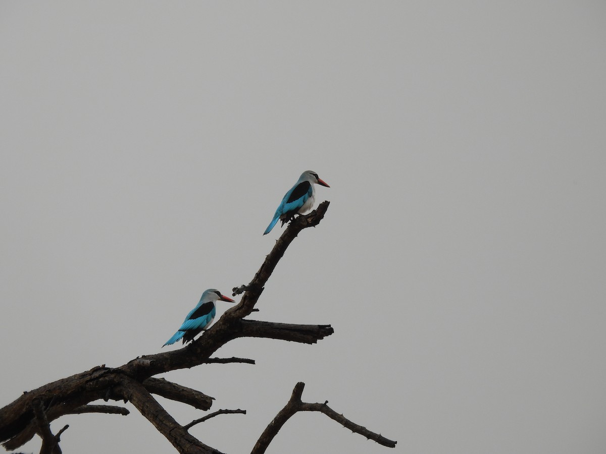 Woodland Kingfisher - ML645348609