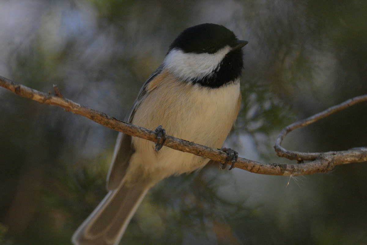 Black-capped Chickadee - ML645348610