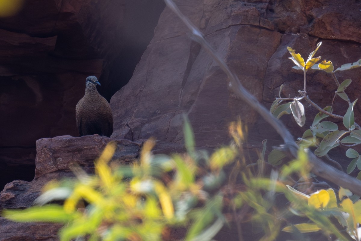 Белокрылый каменный голубь - ML645348622