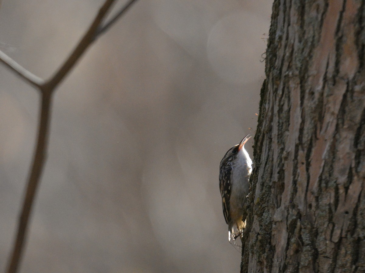 Brown Creeper - ML645348623
