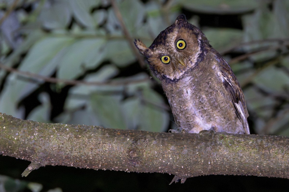 Пятнистая сплюшка - ML645348624