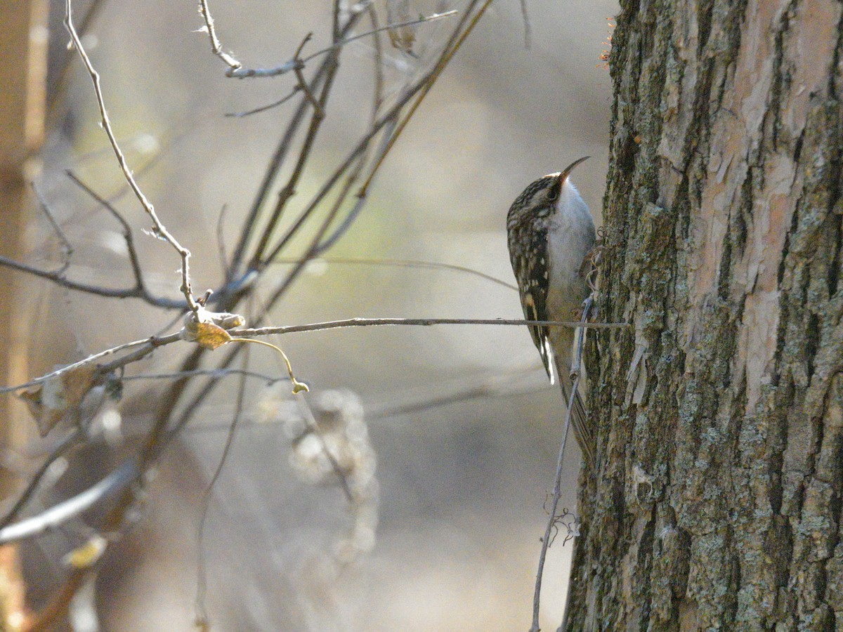 Brown Creeper - ML645348625