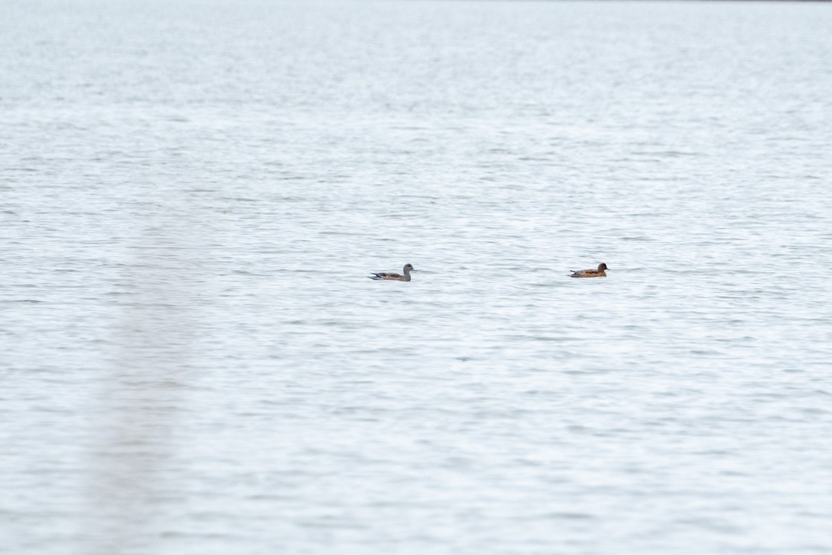 Eurasian Wigeon - ML645348627