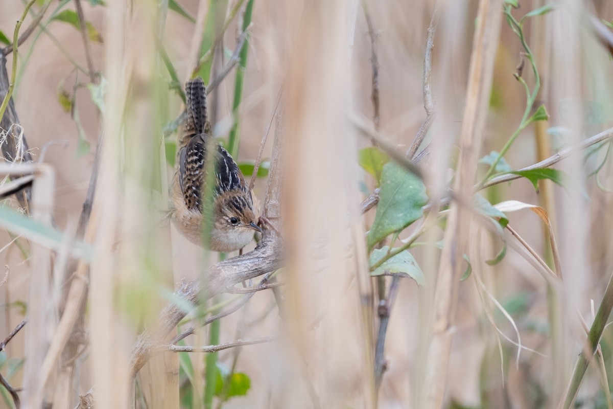 Sedge Wren - ML645348636