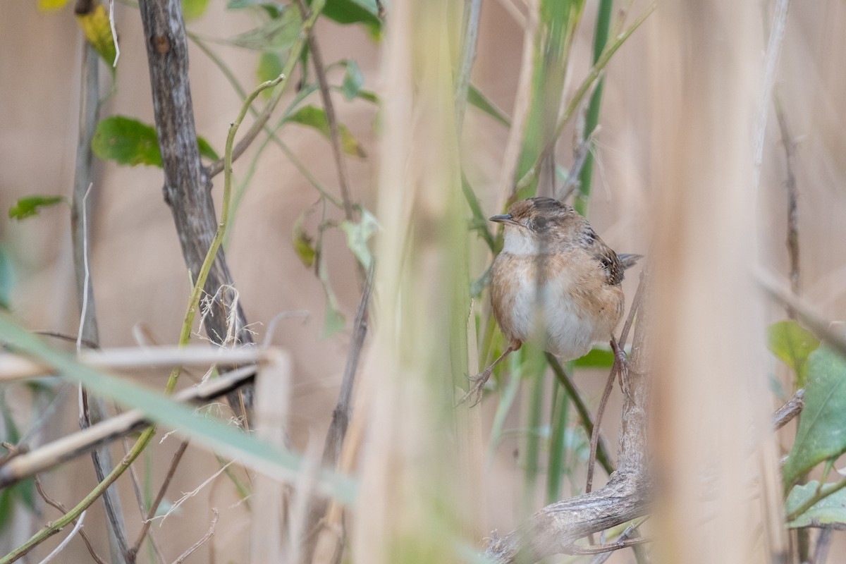 Sedge Wren - ML645348637