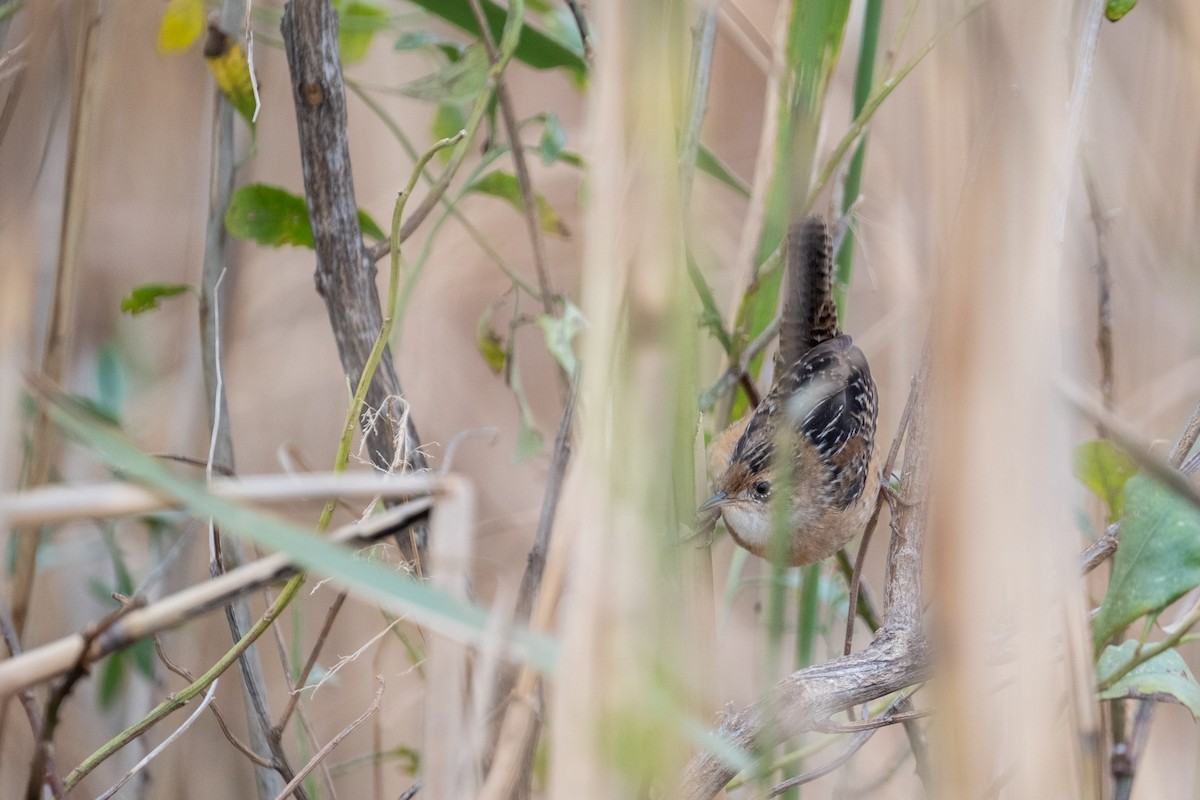 Sedge Wren - ML645348638