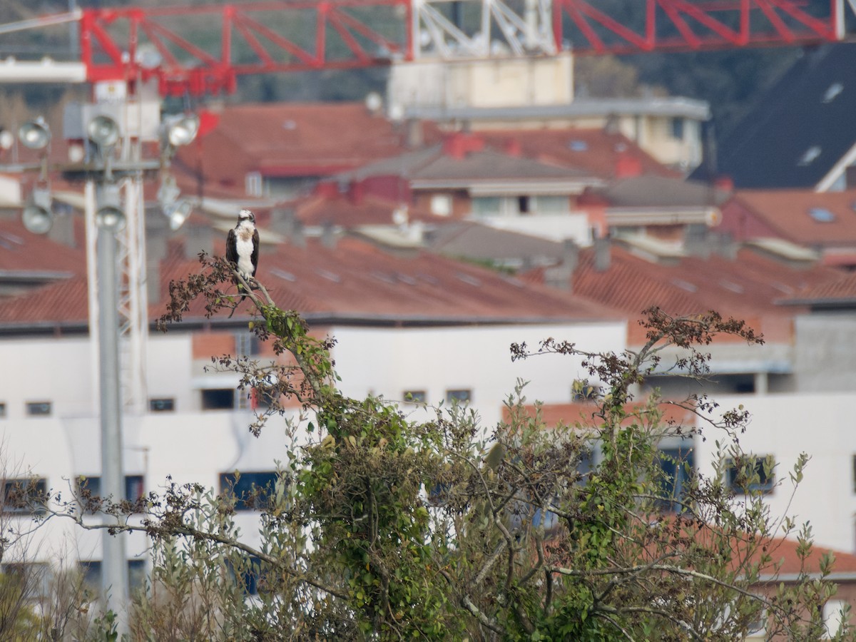 魚鷹 - ML645348658