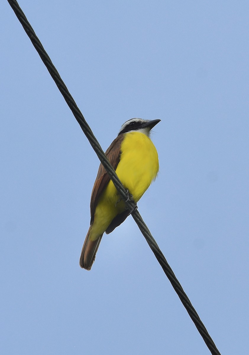 Great Kiskadee - ML645348659
