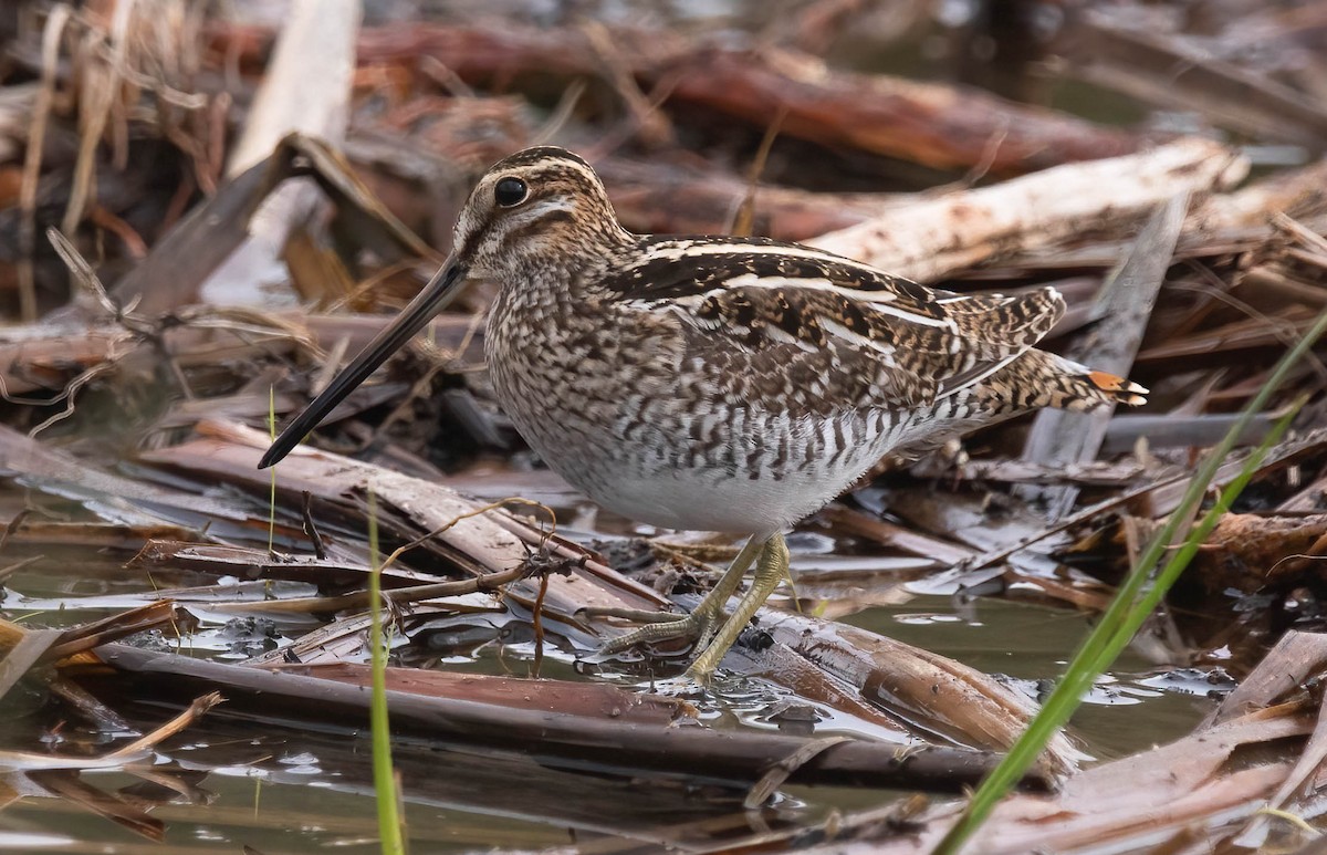 Wilson's Snipe - ML645348664