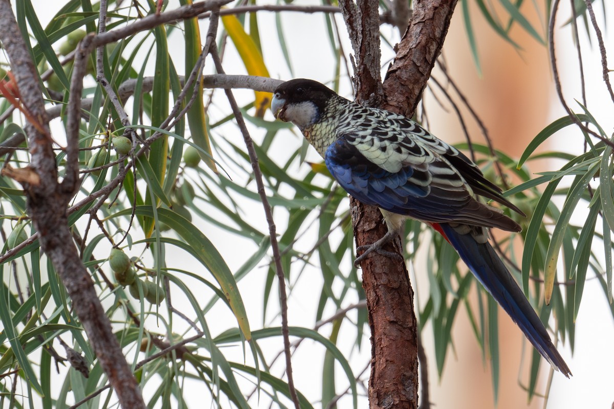 Northern Rosella - ML645348678