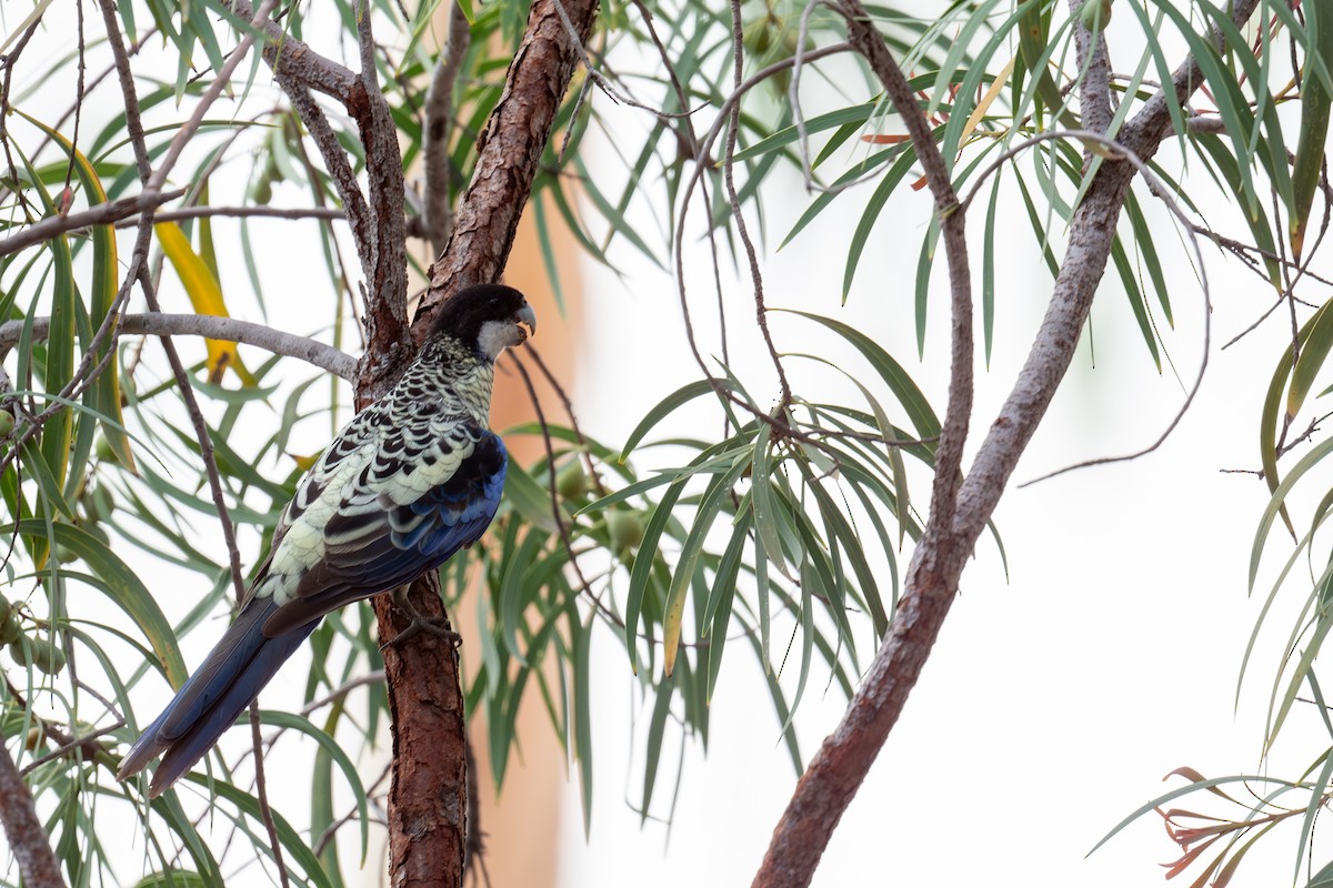 Northern Rosella - ML645348679