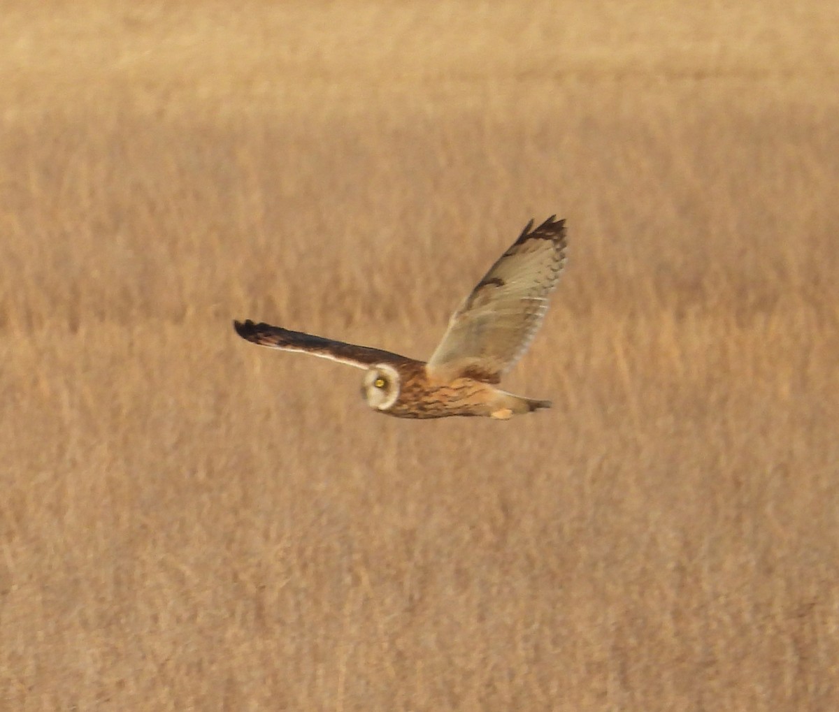 Хулгар гуйванга - ML645348683