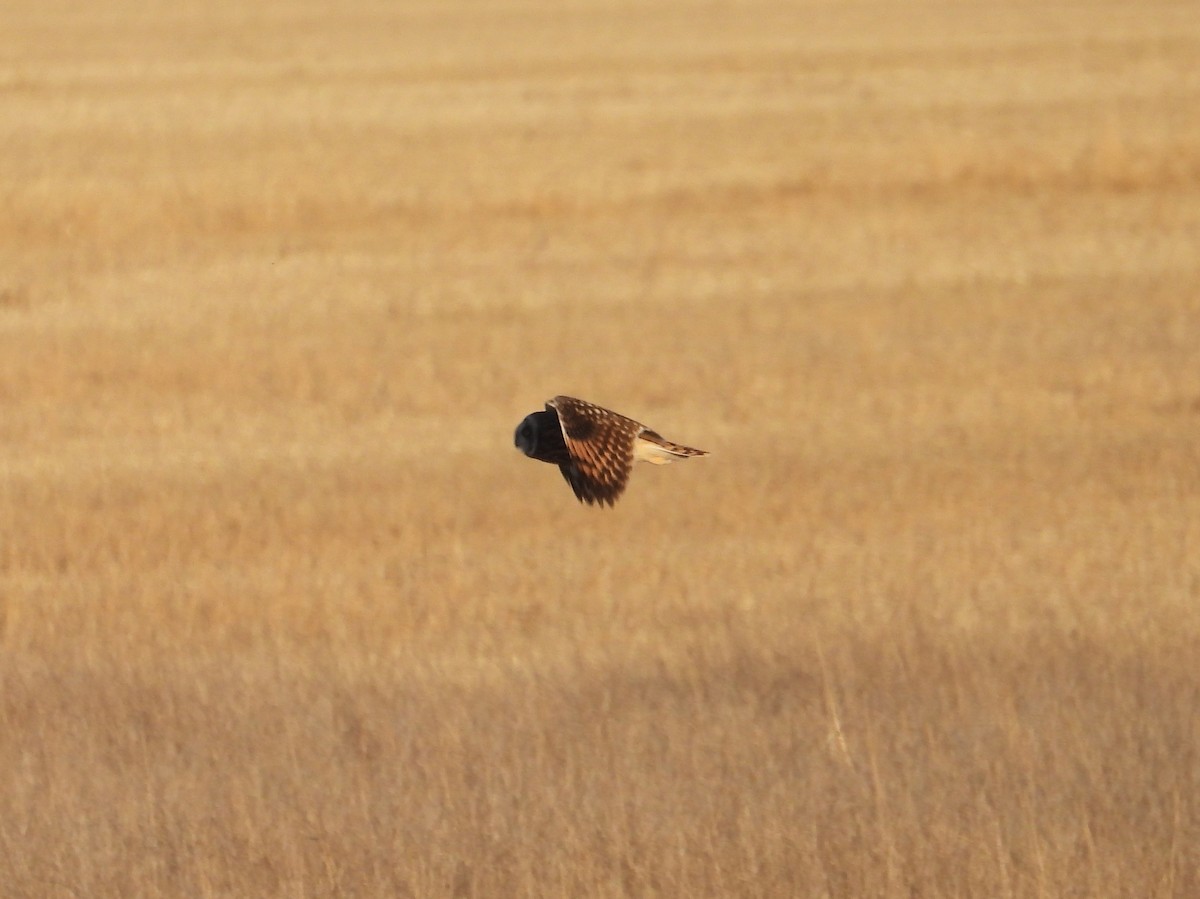 Хулгар гуйванга - ML645348684