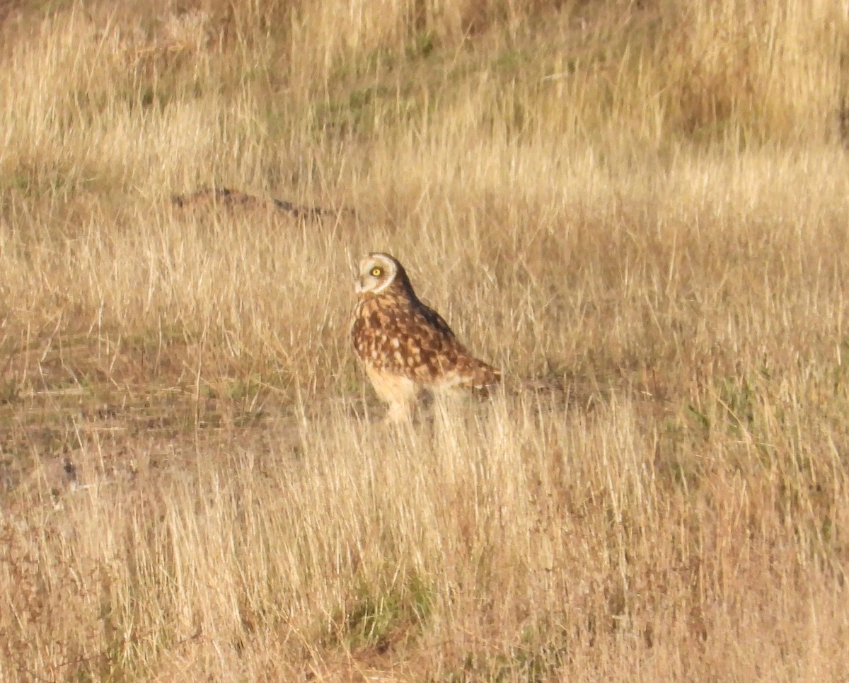 Хулгар гуйванга - ML645348689