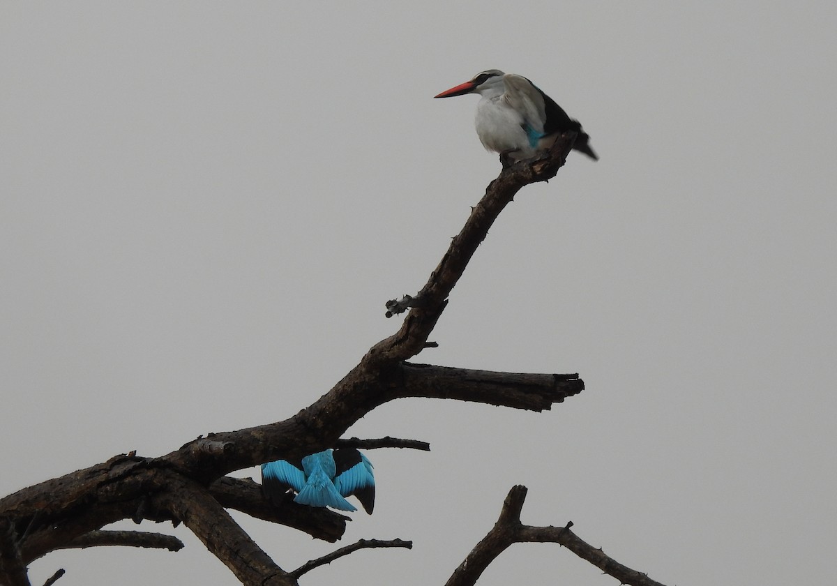Woodland Kingfisher - ML645348690