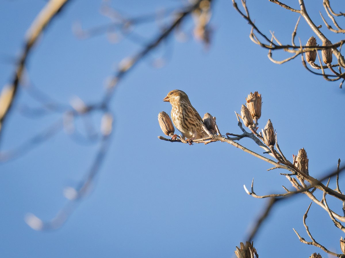 Camachuelo Purpúreo - ML645348694