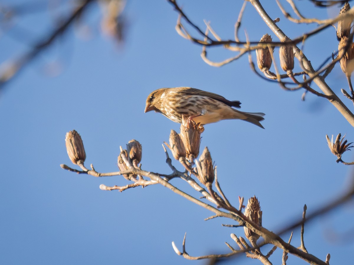 Camachuelo Purpúreo - ML645348695