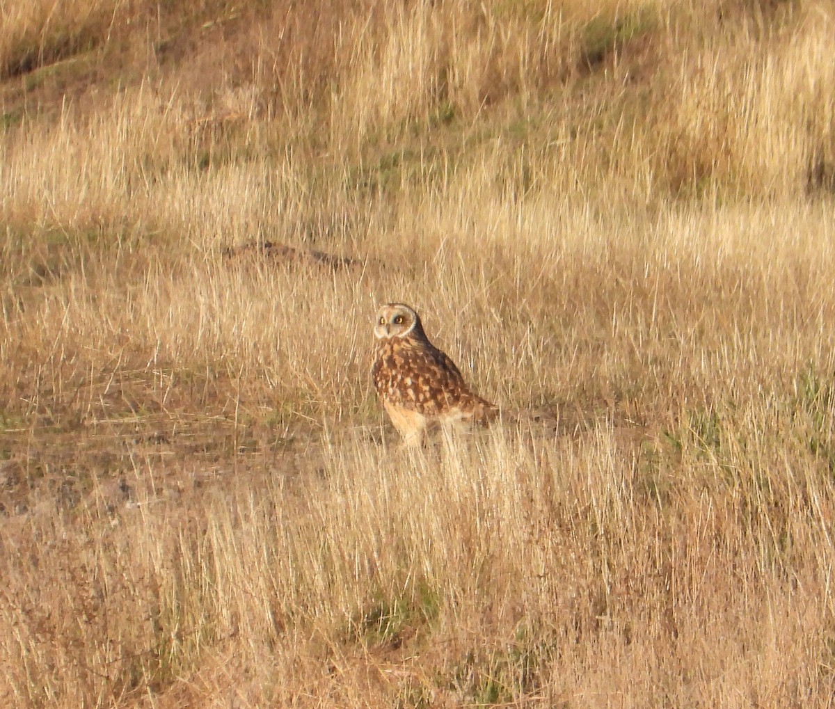Хулгар гуйванга - ML645348698