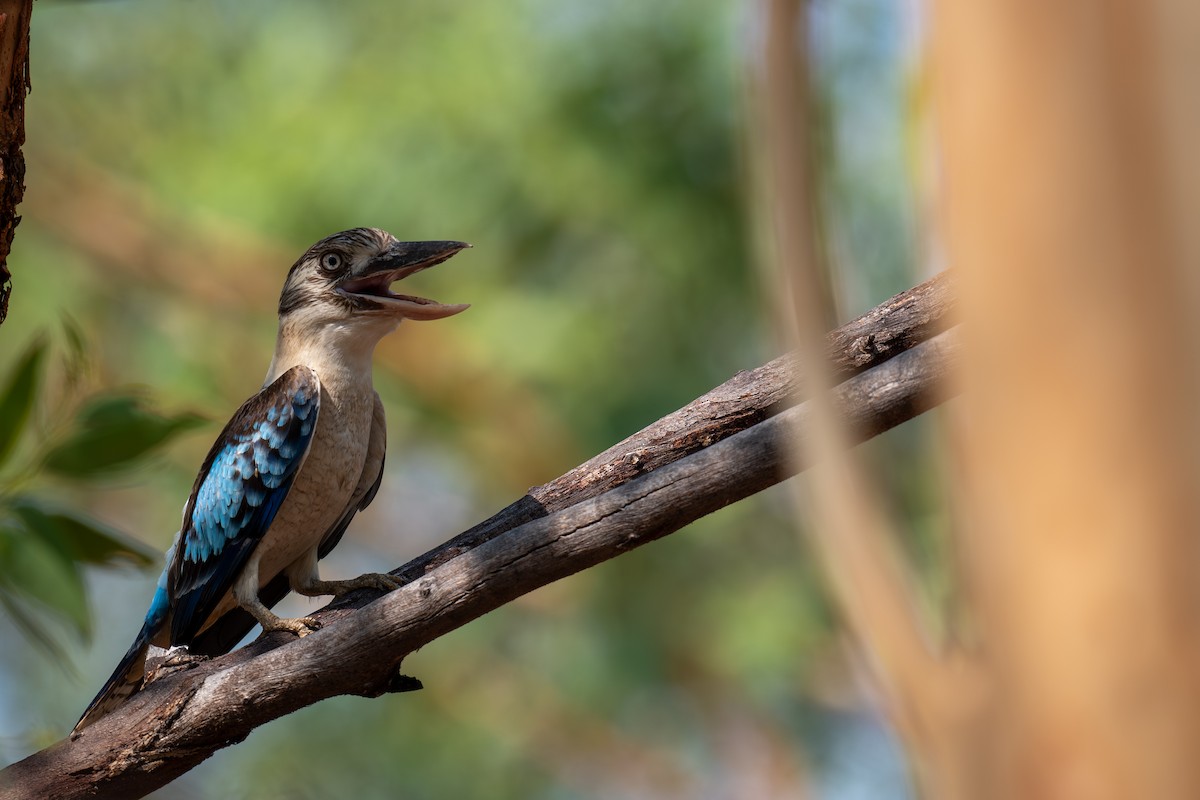 Blue-winged Kookaburra - ML645348704