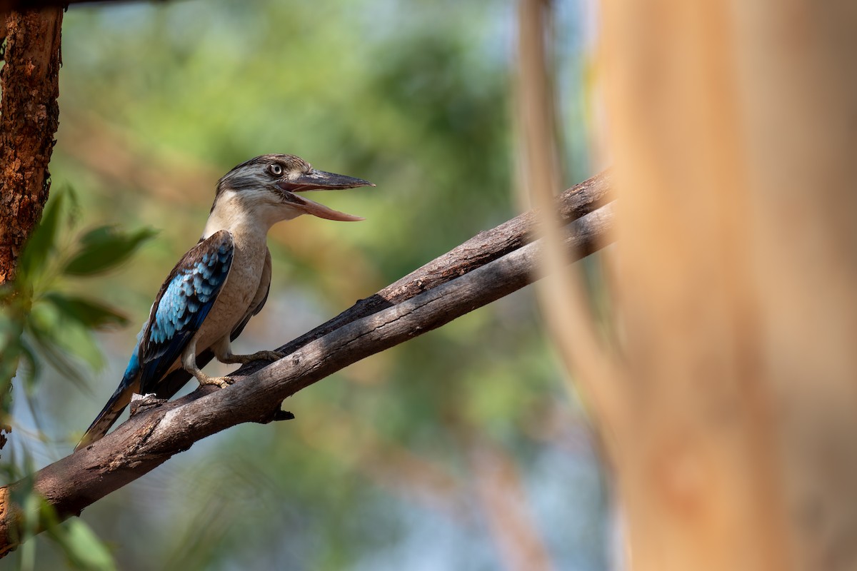 Blue-winged Kookaburra - ML645348705