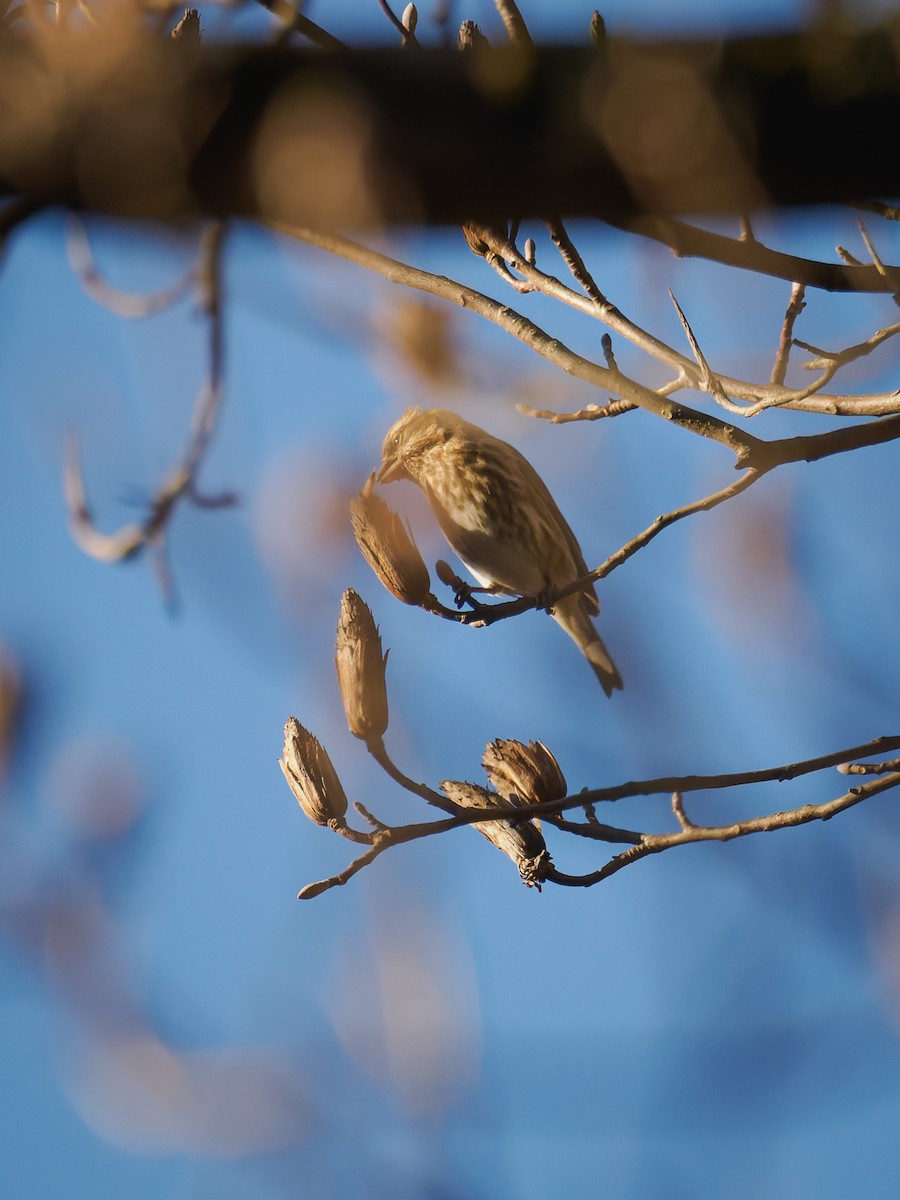 Camachuelo Purpúreo - ML645348709