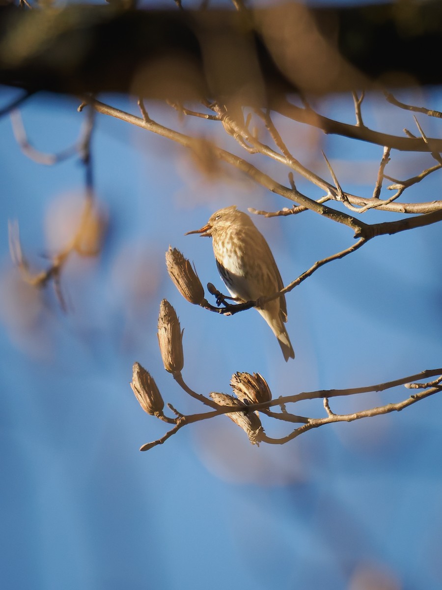 Camachuelo Purpúreo - ML645348710