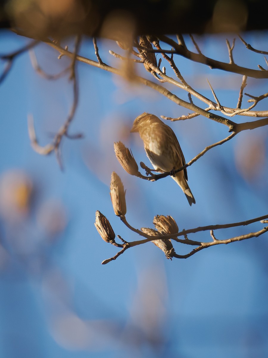 Camachuelo Purpúreo - ML645348711