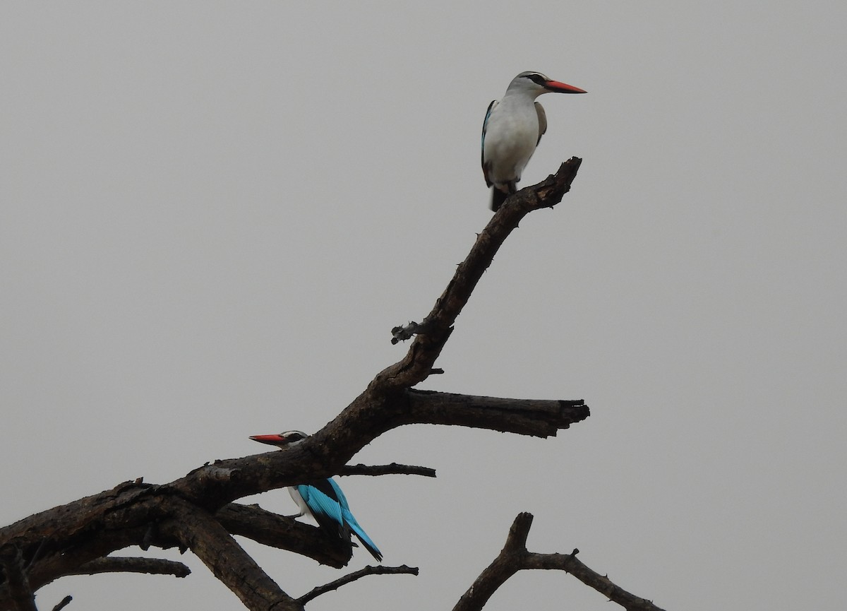 Woodland Kingfisher - ML645348721
