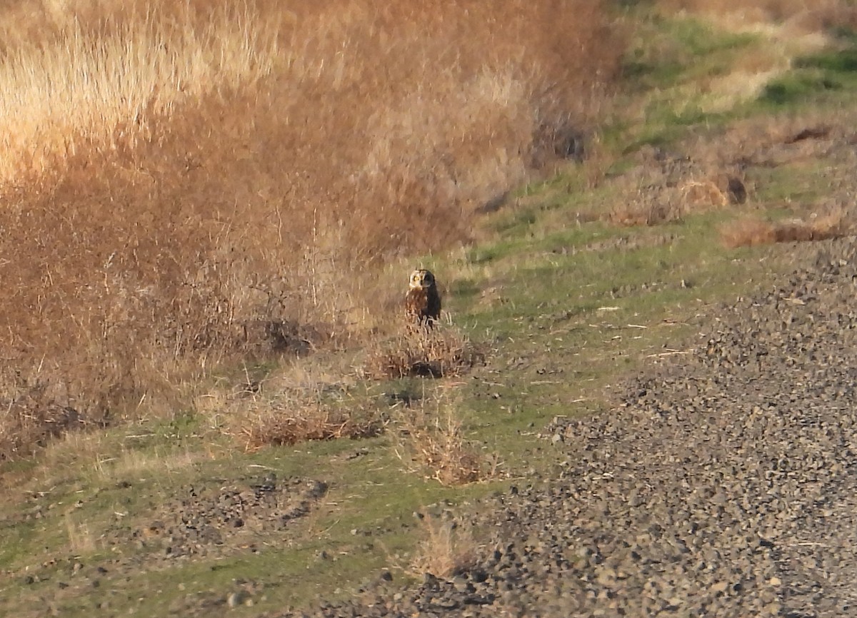 Хулгар гуйванга - ML645348723