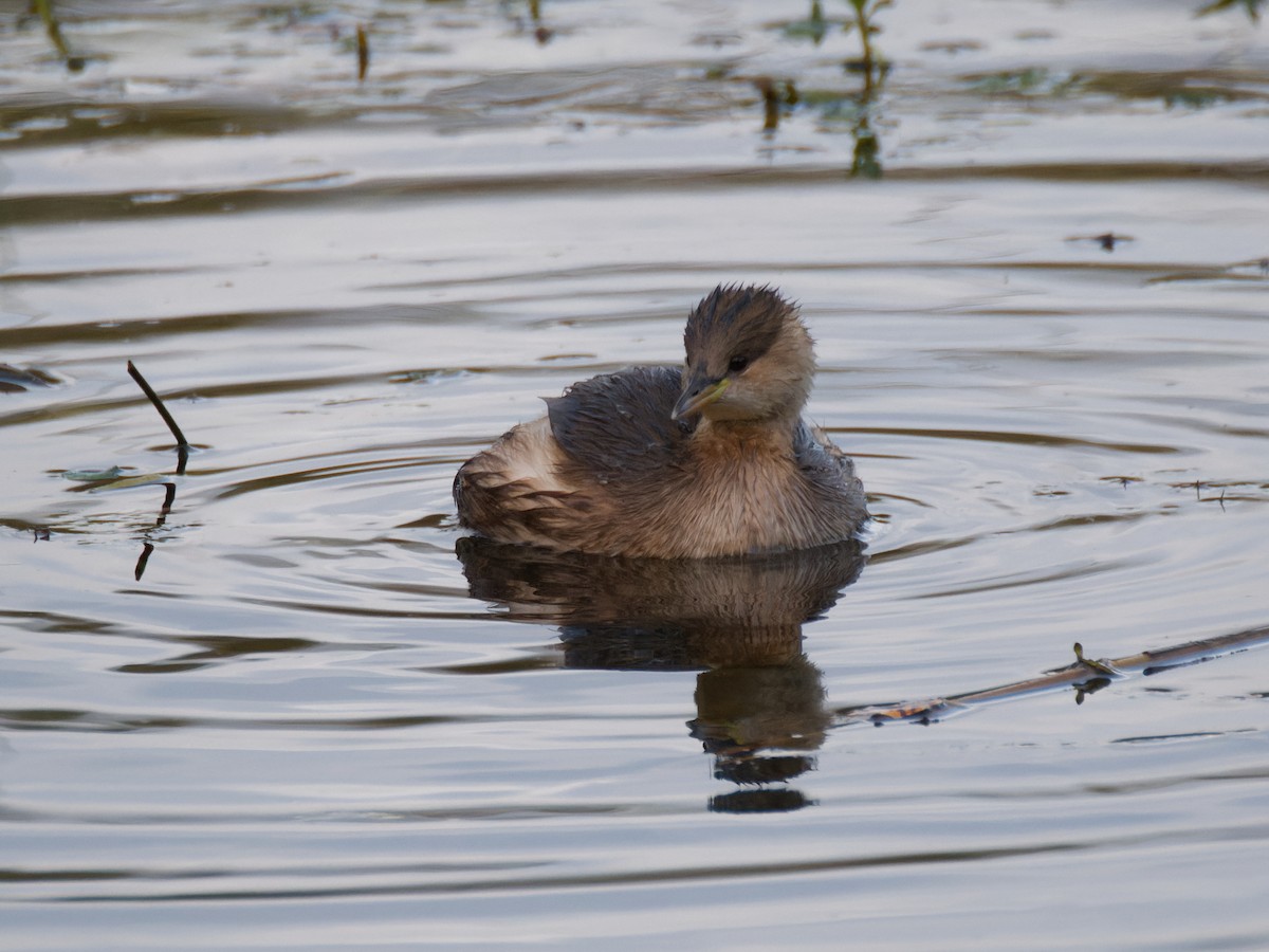 小鸊鷉 - ML645348724