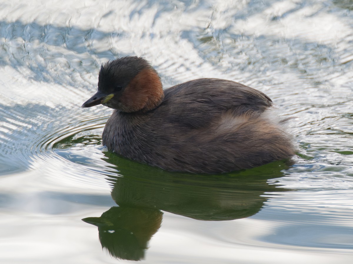 小鸊鷉 - ML645348725