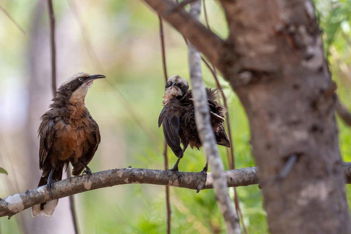 オーストラリアマルハシ - ML645348727