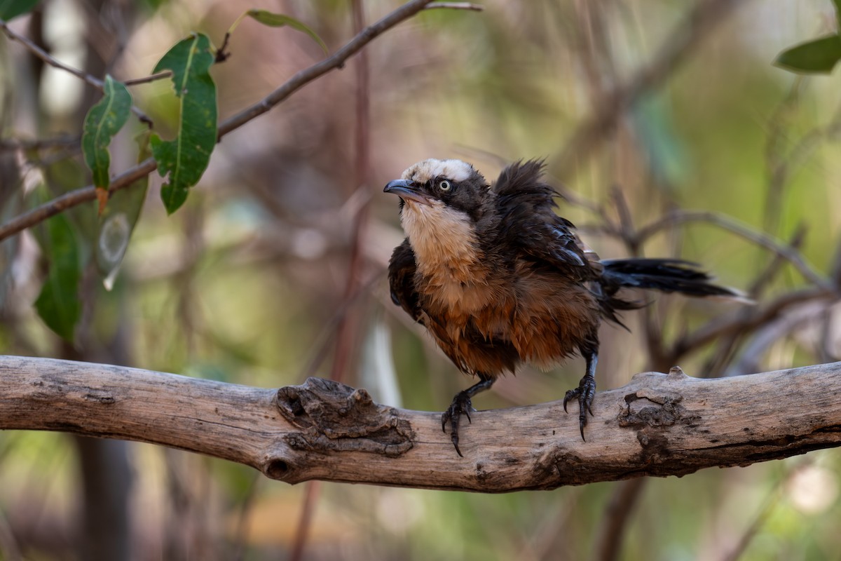 オーストラリアマルハシ - ML645348728