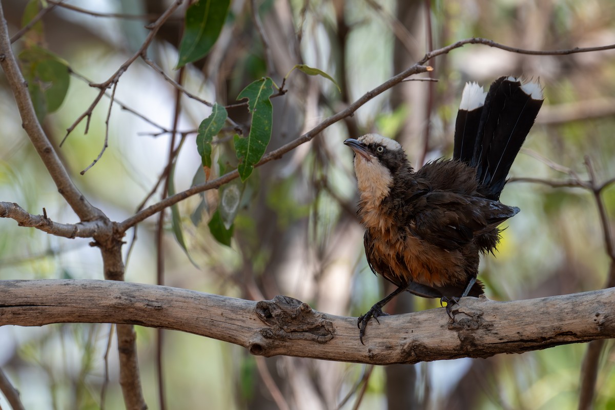 オーストラリアマルハシ - ML645348729