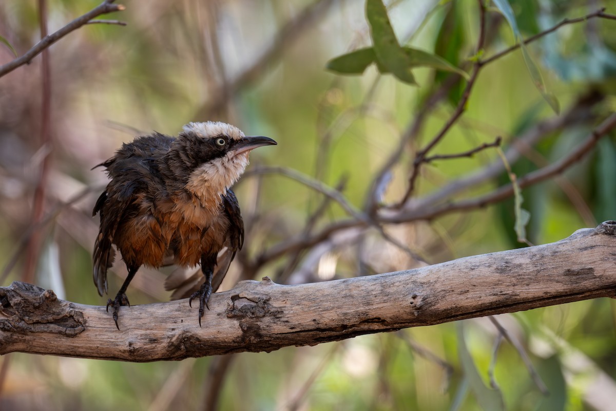 オーストラリアマルハシ - ML645348730