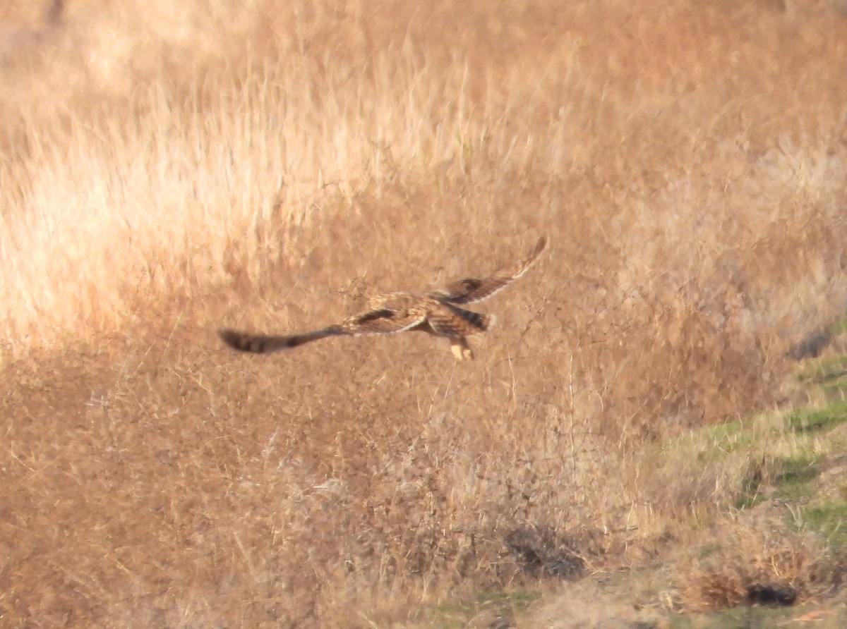 Хулгар гуйванга - ML645348743